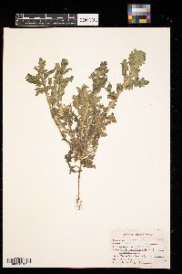 Brassica juncea image