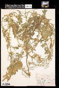 Brassica juncea image