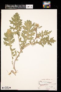Brassica juncea image