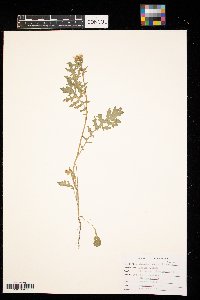 Brassica juncea image
