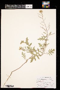 Brassica juncea image