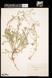 Capsella bursa-pastoris image