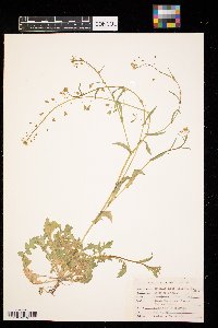 Capsella bursa-pastoris image