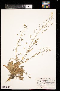 Capsella bursa-pastoris image