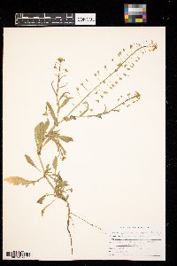 Capsella bursa-pastoris image