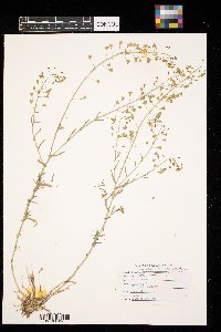 Capsella bursa-pastoris image