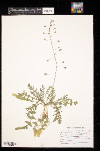 Capsella bursa-pastoris image