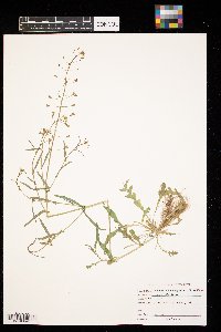 Capsella bursa-pastoris image