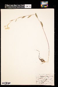 Cardamine bulbosa image