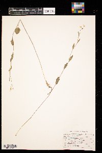 Cardamine bulbosa image