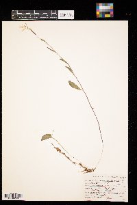 Cardamine bulbosa image