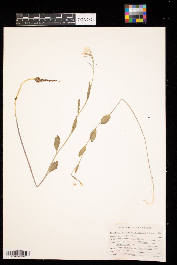 Cardamine bulbosa image