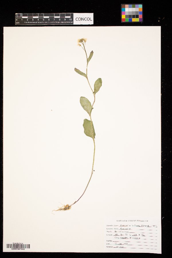 Cardamine bulbosa image