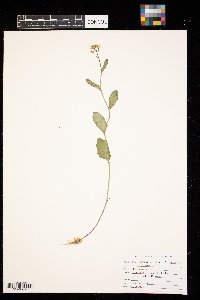 Cardamine bulbosa image