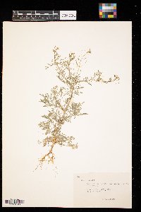 Descurainia sophia image