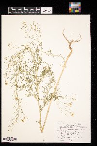 Descurainia sophia image