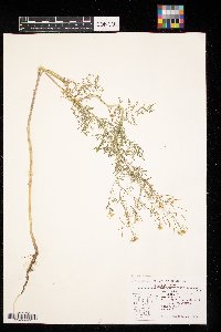 Descurainia sophia image