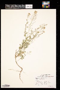 Descurainia sophia image