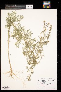 Descurainia sophia image