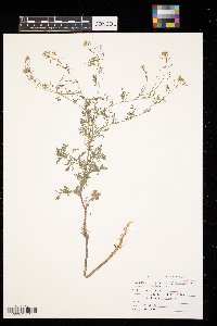 Descurainia sophia image