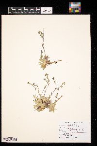 Draba borealis image