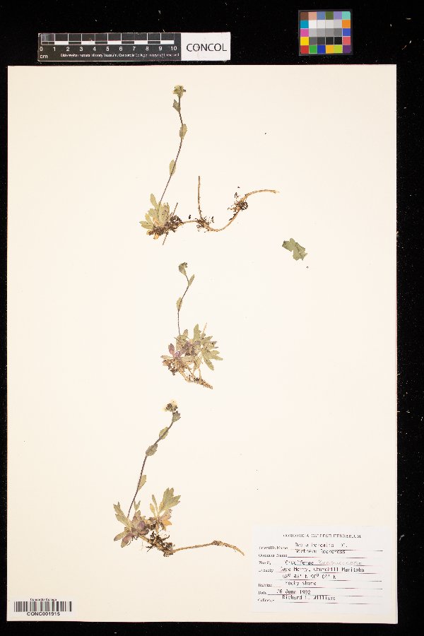 Draba borealis image