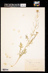 Erucastrum gallicum image