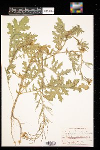 Erucastrum gallicum image