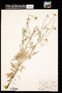 Erucastrum gallicum image