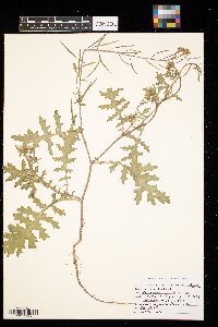 Erucastrum gallicum image