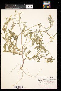 Erucastrum gallicum image