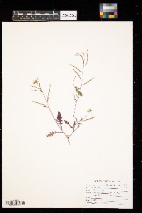 Erucastrum gallicum image