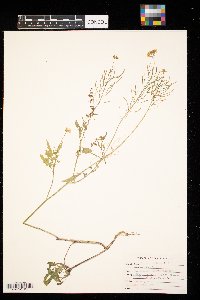 Sisymbrium loeselii image
