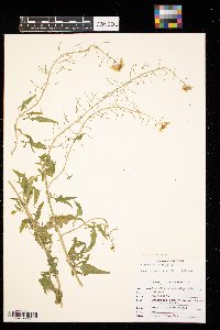Sisymbrium loeselii image
