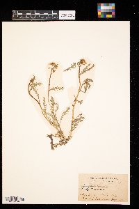 Rorippa sinuata image