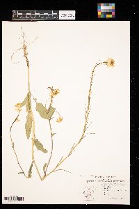 Sinapis arvensis image