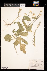 Sinapis arvensis image