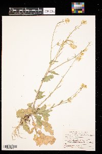 Sinapis arvensis image
