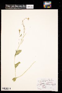Sinapis arvensis image