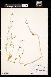 Sinapis arvensis image