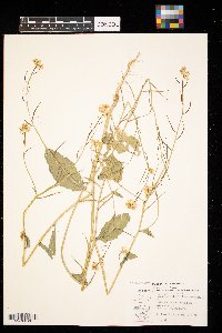 Sinapis arvensis image