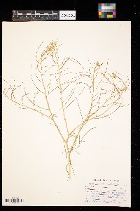 Sisymbrium altissimum image