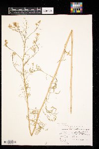 Sisymbrium altissimum image