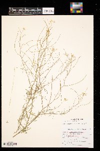 Sisymbrium altissimum image
