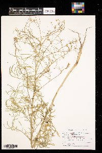 Sisymbrium altissimum image