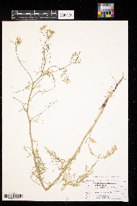 Sisymbrium altissimum image