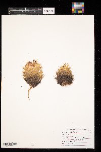 Media resource of Coryphantha vivipara