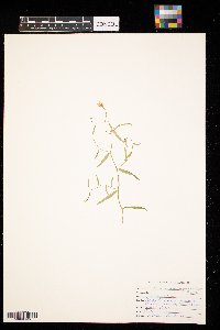 Campanula aparinoides image