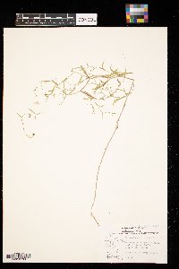 Campanula aparinoides image