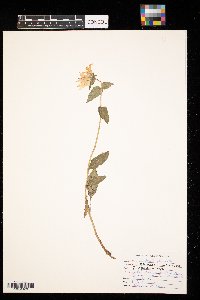 Campanula glomerata image